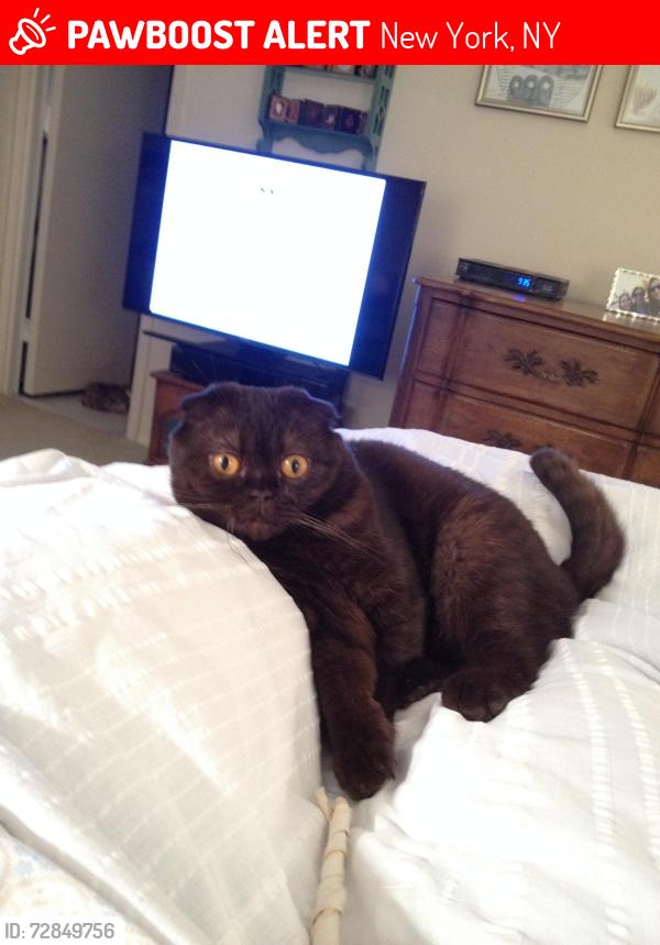 Lost Female Cat last seen 79th btw York and east end, New York, NY 10075