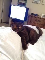 Lost Female Cat last seen 79th btw York and east end, New York, NY 10075