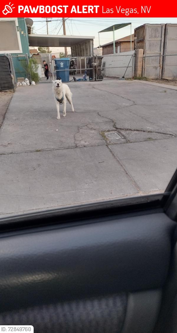 Lost Unknown Dog last seen Lake Mead/ mounthood, Las Vegas, NV 89156