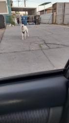 Lost Unknown Dog last seen Lake Mead/ mounthood, Las Vegas, NV 89156