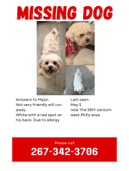 Lost Male Dog last seen Near chestnut st, Philadelphia, PA 19139