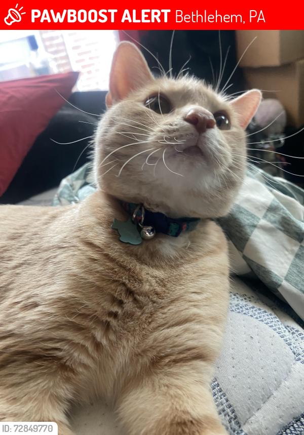 Lost Male Cat last seen 6th avenue near sims market, Bethlehem, PA 18018