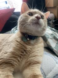 Lost Male Cat last seen 6th avenue near sims market, Bethlehem, PA 18018