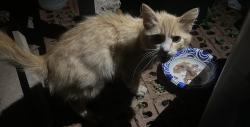 Found/Stray Unknown Cat last seen Firewood St, Athens, GA 30605