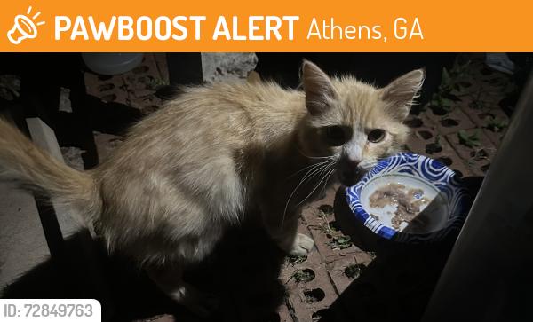 Found/Stray Unknown Cat last seen Firewood St, Athens, GA 30605