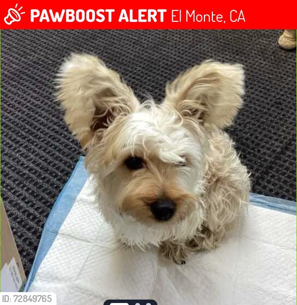 Lost Male Dog last seen Montecito/Tyler, El Monte, CA 91731