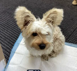 Lost Male Dog last seen Montecito/Tyler, El Monte, CA 91731