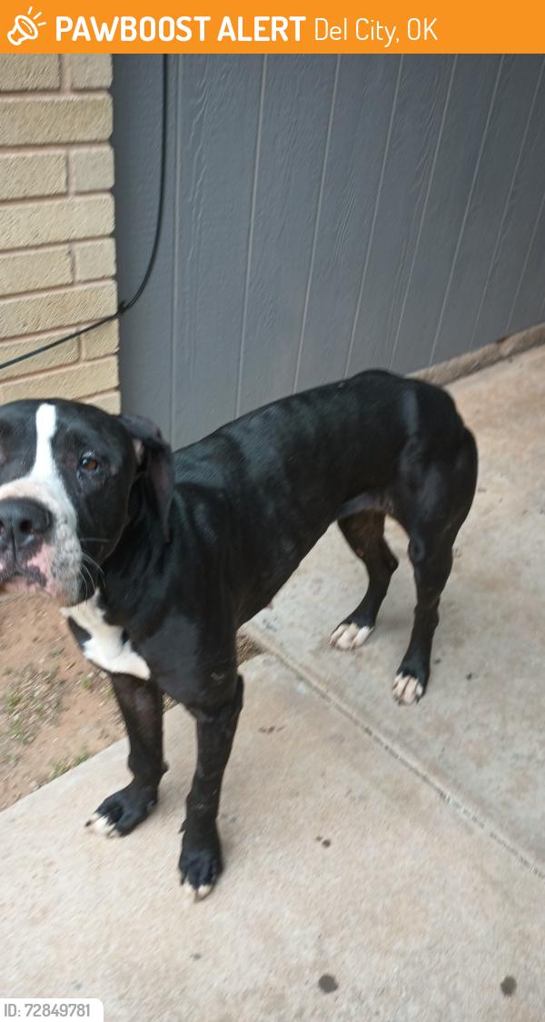 Found/Stray Female Dog last seen i40 and Sunnylane , Del City, OK 73115