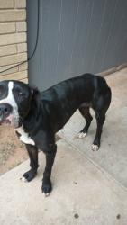Found/Stray Female Dog last seen i40 and Sunnylane , Del City, OK 73115