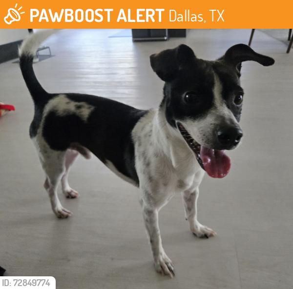 Found/Stray Male Dog last seen Main and Field Streetx, Dallas, TX 75202