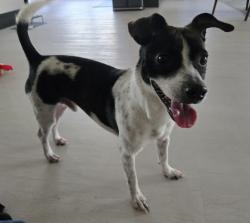 Found/Stray Male Dog last seen Main and Field Streetx, Dallas, TX 75202