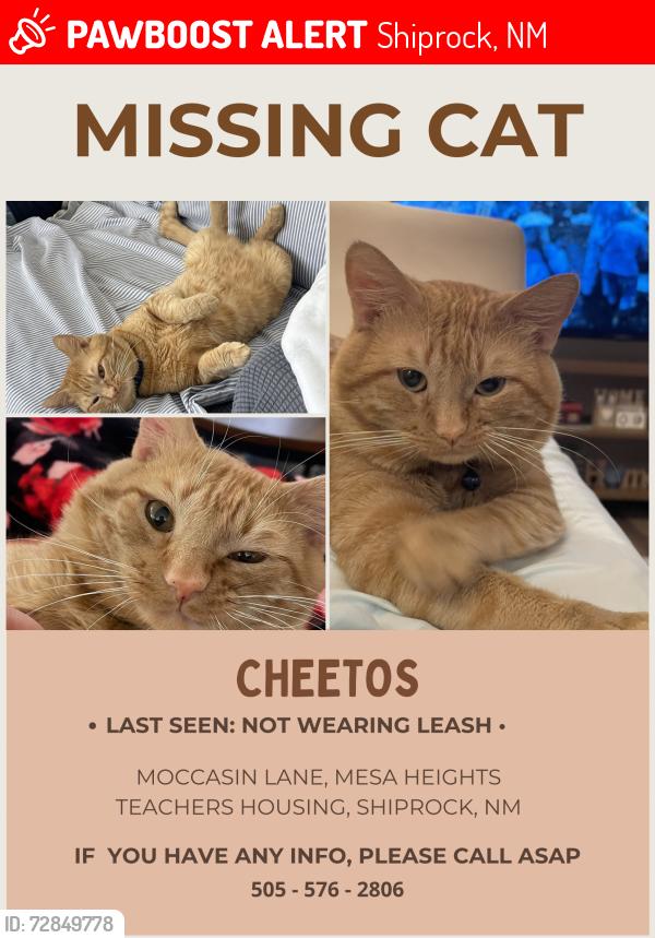 Lost Male Cat last seen moccasin lane shiprock new mexico, Shiprock, NM 87420