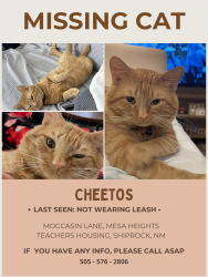Lost Male Cat last seen moccasin lane shiprock new mexico, Shiprock, NM 87420