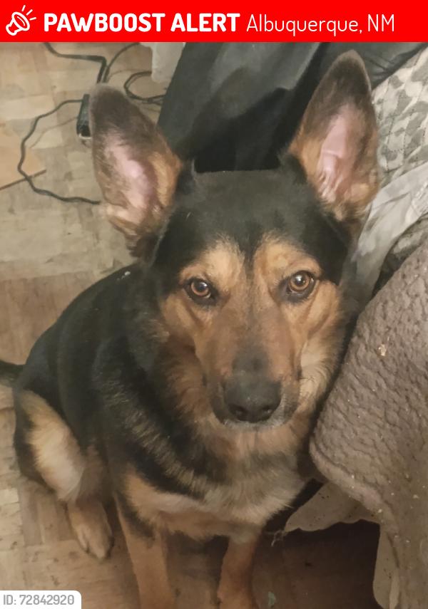 Lost Male Dog last seen Zuni and Charleston se 87108, Albuquerque, NM 87108