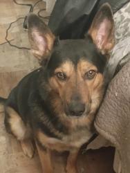 Lost Male Dog last seen Zuni and Charleston se 87108, Albuquerque, NM 87108