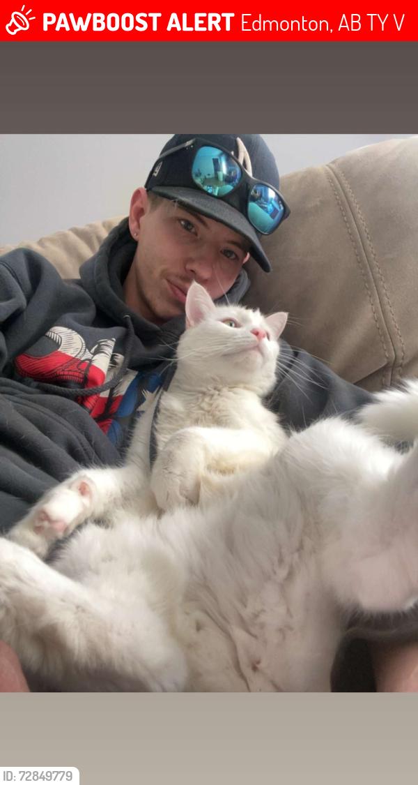 Lost Male Cat last seen in our backyard, Edmonton, AB T5Y 3V1