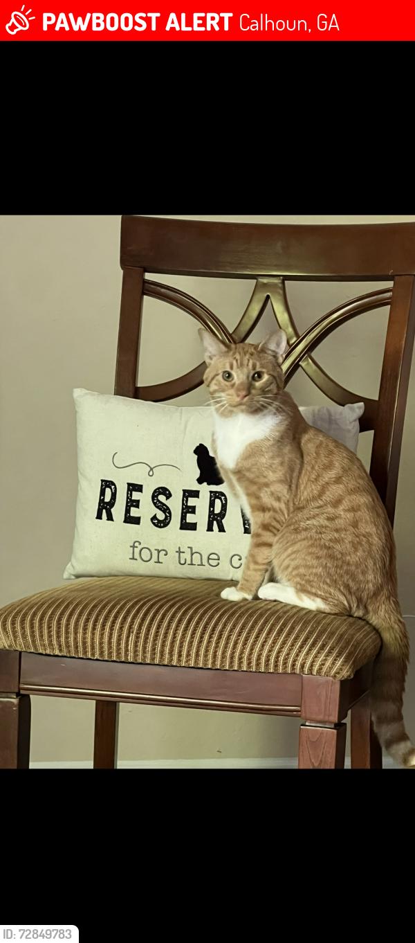 Lost Male Cat last seen Sonoraville high, Calhoun, GA 30701