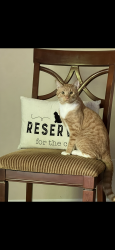 Lost Male Cat last seen Sonoraville high, Calhoun, GA 30701