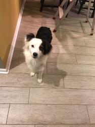 Lost Female Dog last seen Duffie road, Simpsonville, SC 29681