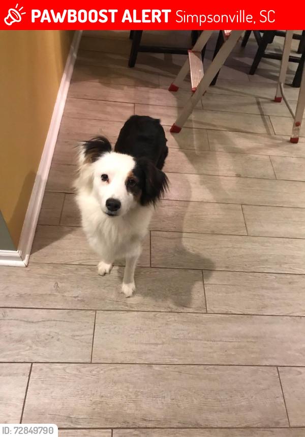 Lost Female Dog last seen Duffie road, Simpsonville, SC 29681