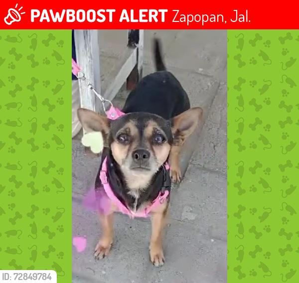 Lost Female Dog last seen Secundaria Jorge Ibargüengoitia , Zapopan, Jal. 45236