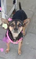 Lost Female Dog last seen Secundaria Jorge Ibargüengoitia , Zapopan, Jal. 45236