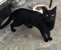 Lost Male Cat last seen By Publix 127 ave , South Miami Heights, FL 33177