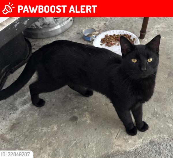 Lost Male Cat last seen By Publix 127 ave , South Miami Heights, FL 33177