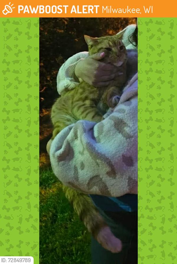 Found/Stray Unknown Cat last seen Near Milwaukee Burger Co in Franklin, Milwaukee, WI 53233