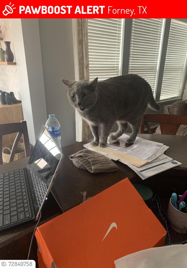 Lost Female Cat last seen Spruce trail and Hawthorn Trail in Trails of Chestnut Meadows, Forney, TX 75126