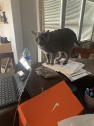 Lost Female Cat last seen Spruce trail and Hawthorn Trail in Trails of Chestnut Meadows, Forney, TX 75126