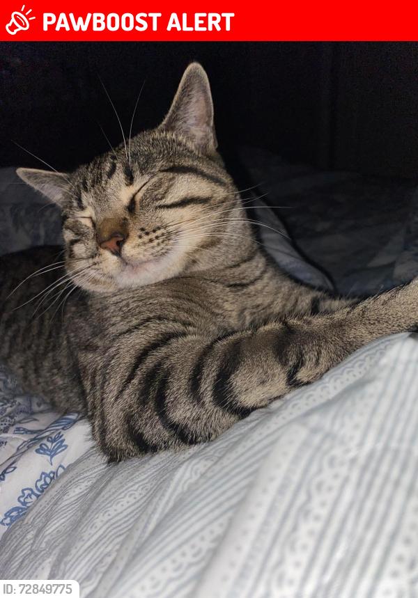 Lost Male Cat last seen Whittier Dr, Mountain View, and Little Britches, Colorado Springs, CO 80910