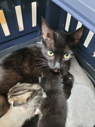 Shelter Stray Female Cat last seen Rancho Cordova, CA 95670, Sacramento, CA 95828