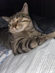Lost Male Cat last seen Whittier Dr, Mountain View, and Little Britches, Colorado Springs, CO 80910