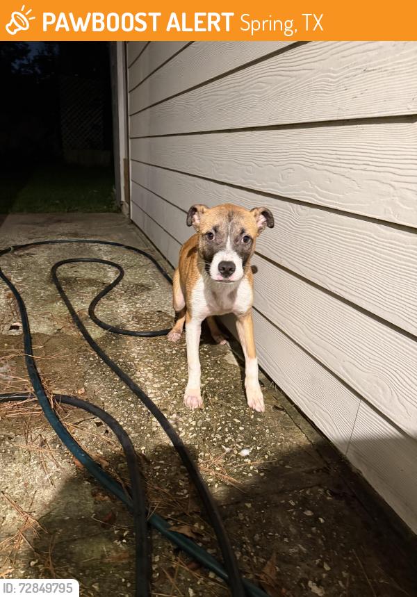 Found/Stray Male Dog last seen Cypresswood and Joanleigh Dr., Spring, Texas , Spring, TX 77388