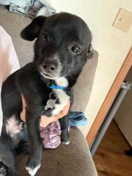 Lost Male Dog last seen Green River college, Auburn, WA 98092