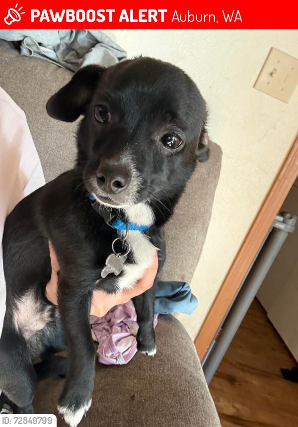 Lost Male Dog last seen Green River college, Auburn, WA 98092