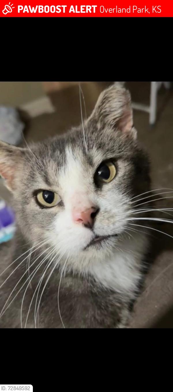 Lost Male Cat last seen 61st & Foster (next to south side SM North HS) , Overland Park, KS 66202