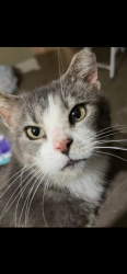 Lost Male Cat last seen 61st & Foster (next to south side SM North HS) , Overland Park, KS 66202