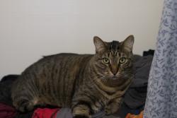 Lost Male Cat last seen Gateway apmts, Austin, TX 78703