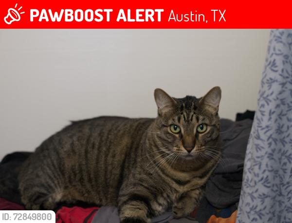 Lost Male Cat last seen Gateway apmts, Austin, TX 78703
