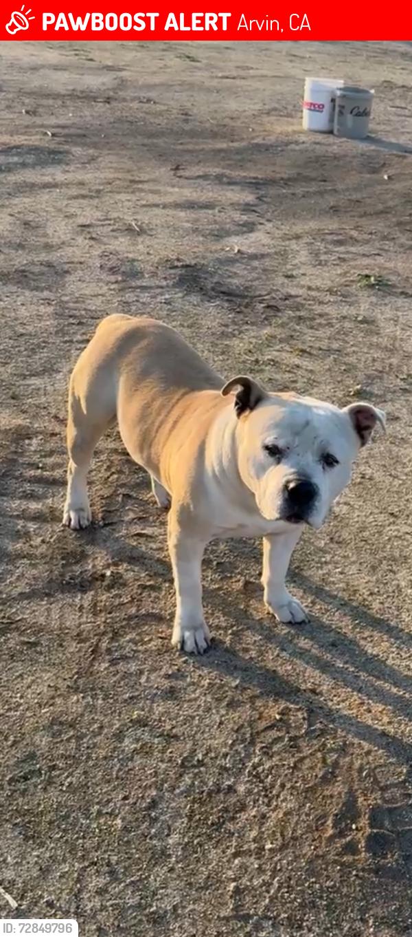 Lost Male Dog last seen 1794–1798 N Rancho Dr Arvin, CA  93203 United States, Arvin, CA 93203