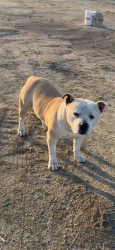 Lost Male Dog last seen 1794–1798 N Rancho Dr Arvin, CA  93203 United States, Arvin, CA 93203