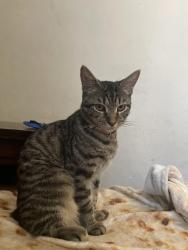 Lost Female Cat last seen Nw 36th dr Gainesville Florida , Gainesville, FL 32605