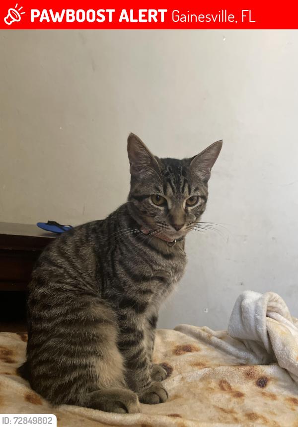 Lost Female Cat last seen Nw 36th dr Gainesville Florida , Gainesville, FL 32605