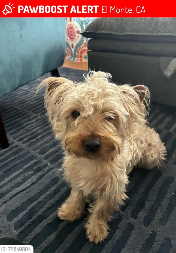 Lost Male Dog last seen Near the Mars Market, El Monte, CA 91731