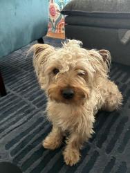 Lost Male Dog last seen Near the Mars Market, El Monte, CA 91731