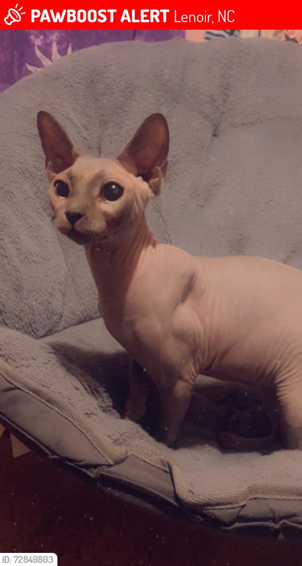 Lost Male Cat last seen Sunrise circle, contrell hill , Lenoir, NC 28645