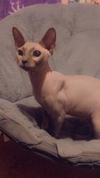 Lost Male Cat last seen Sunrise circle, contrell hill , Lenoir, NC 28645