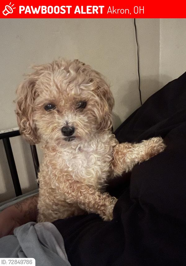 Lost Female Dog last seen Near Raymond St, near Sam’s Corner store , Akron, OH 44307